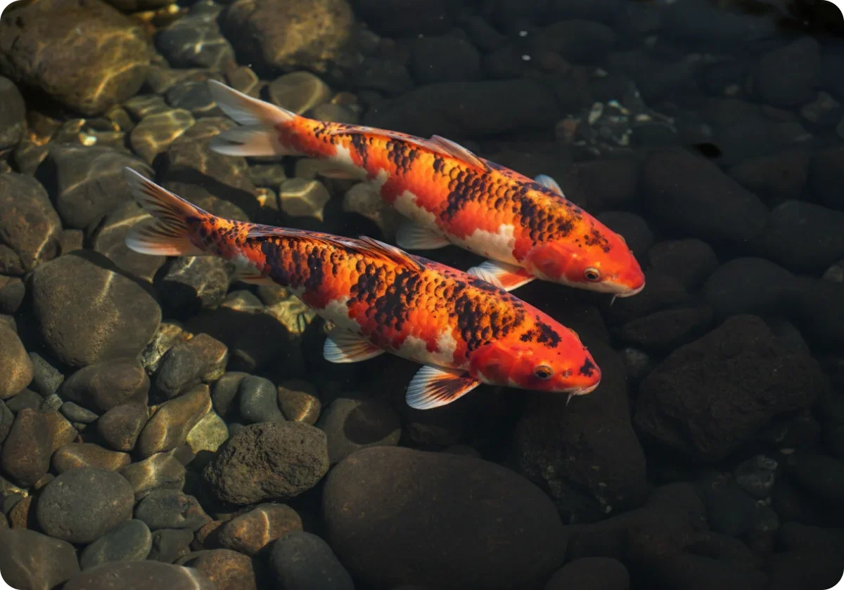 Odakan SQ Feeding Guide - Koi Pond